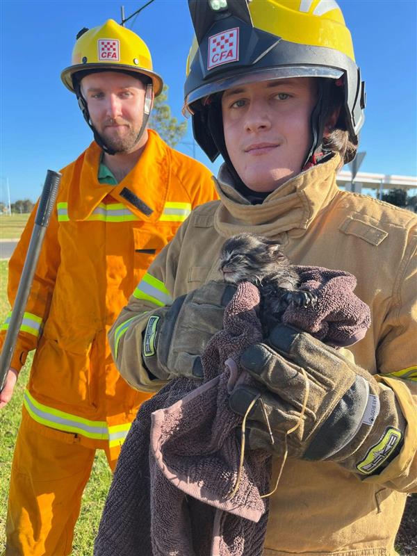 Kitten rescued in Armstrong Creek